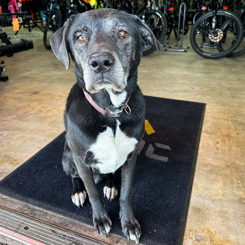 Shop Dog Eddy